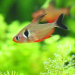 飼育231日目　ハイフェソブリコンsp. パンタナル
